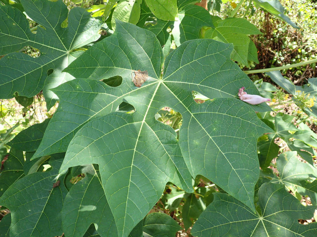 Leaf from another Papaya Species.