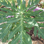 Papaya Tree Leaf