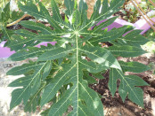 Papaya Tree Leaf