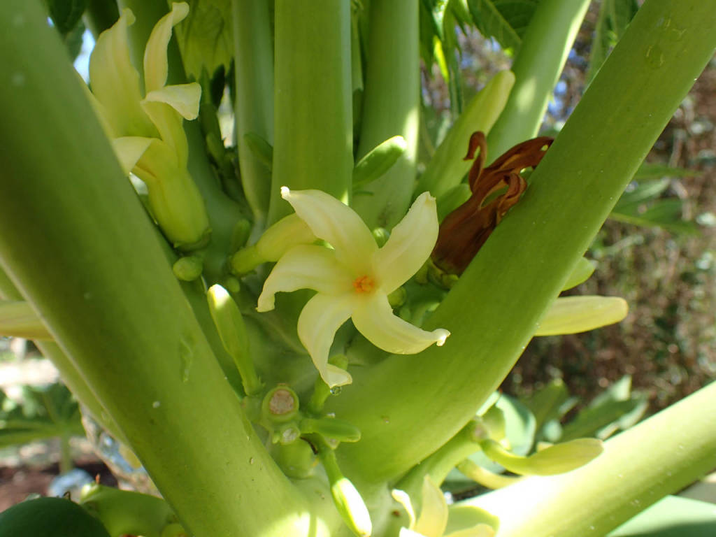 Payapa Female Flower