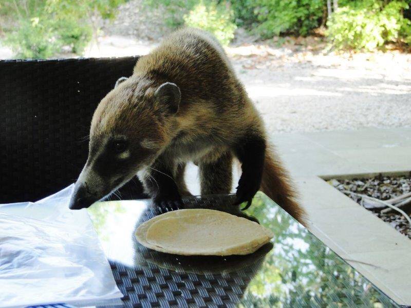Coati Charlie joined us at the table (1)