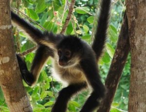 spider-monkey-pictures