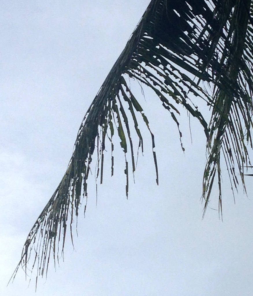 Locust damage_coconut palm